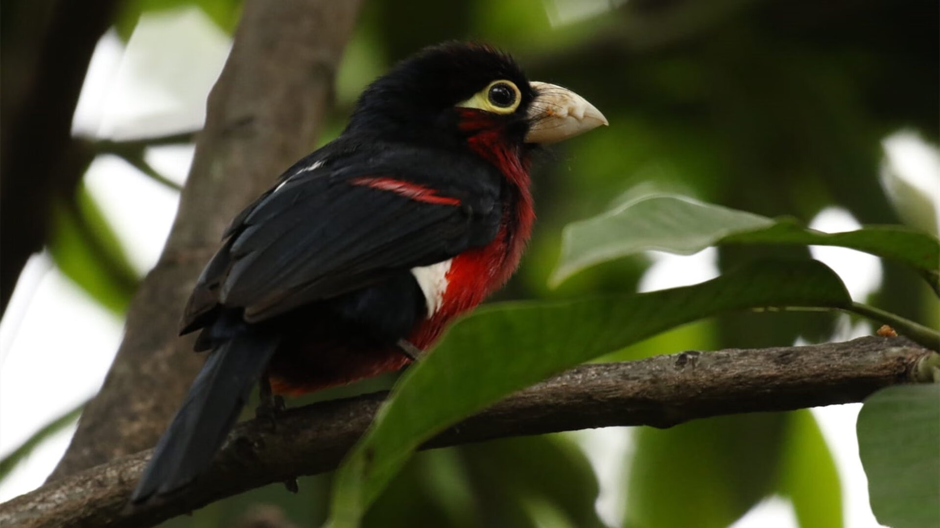 爱游戏 电竞-公牛打造“战术博物馆”，收藏数十年经典战术录像，战斗公牛